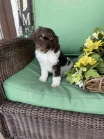 Choc parti phantom, a female Labradoodle for sale in Lagro, IN – Photo 3 of 5