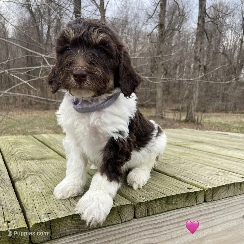 Choc parti phantom – Labradoodle puppy for sale in Lagro, IN