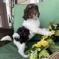 Choc parti phantom, a female Labradoodle for sale in Lagro, IN – Photo 2 of 5