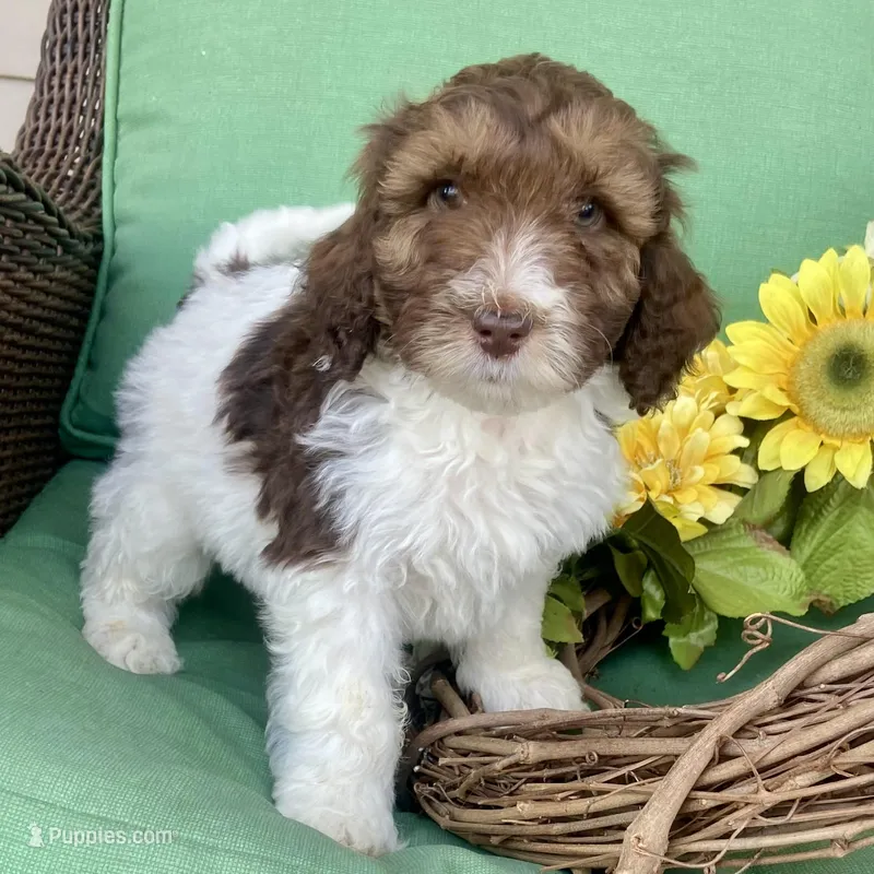 Choc parti phantom – Labradoodle puppy for sale in Lagro, IN