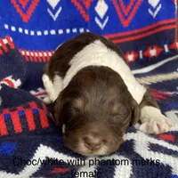 Choc parti phantom, a female Labradoodle for sale in Lagro, IN – Photo 5 of 5