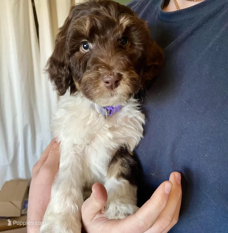 Choc parti phantom – Labradoodle puppy for sale in Lagro, IN