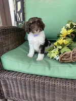 Choc parti phantom, a female Labradoodle for sale in Lagro, IN – Photo 4 of 5