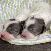 Mini blue Merle parti, a female Miniature Labradoodle for sale in Lagro, IN – Photo 4 of 4