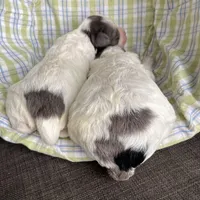 Mini blue Merle parti, a female Miniature Labradoodle for sale in Lagro, IN – Photo 2 of 4