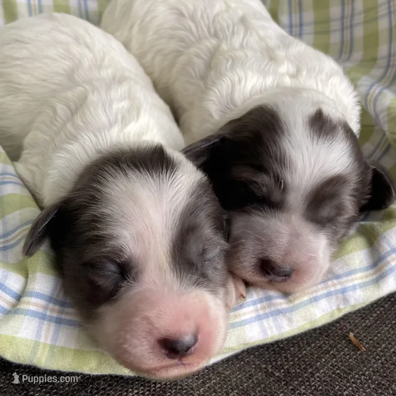Mini blue Merle parti