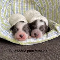 Mini blue Merle parti, a female Miniature Labradoodle for sale in Lagro, IN – Photo 3 of 4