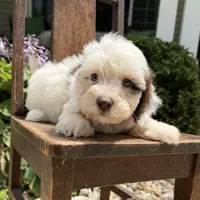 Mini boy 3, a male Australian Labradoodle for sale in Lagro, IN – 4 of 8