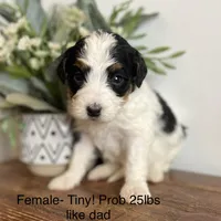 25lb female , a female Bernedoodle for sale in Lagro, IN – Photo 2 of 2