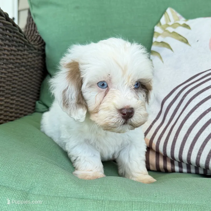 Sweet boy 3- blue eyes! – Havapoo puppy for sale in Lagro, IN