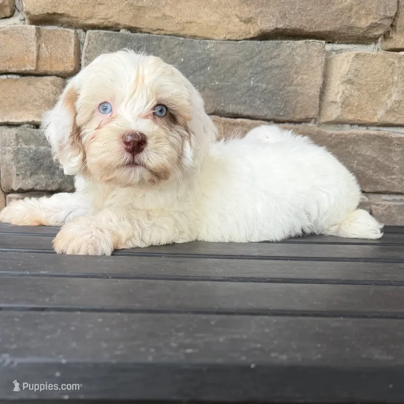 Mini boy 1 BLUE eyes! – Australian Labradoodle puppy for sale in Lagro, IN