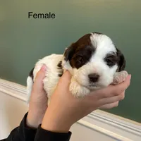 processed/80fac6a0-4f4a-47e9-a538-14223e199d41/listing/f2f2777d-9ad4-465e-8183-3efc54a9b06f/788e7bce-af6e-4143-9f97-7a88d143e015