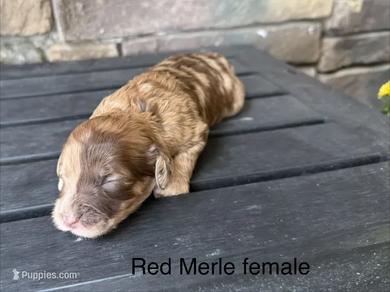 Red Merle 1  – Australian Labradoodle puppy for sale in Lagro, IN
