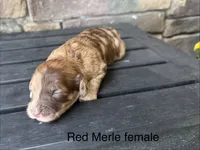 Red Merle 1 , a female Australian Labradoodle for sale in Lagro, IN – 1 of 2