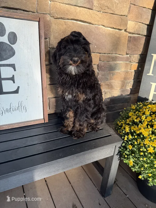Tri - green collar  – Bernedoodle puppy for sale in Lagro, IN