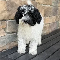 Black/white , a female Miniature Labradoodle for sale in Lagro, IN – 1 of 6