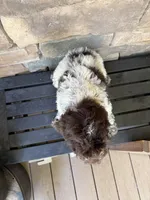 Chocolate ROAN, a female Australian Labradoodle for sale in Lagro, IN – 4 of 4