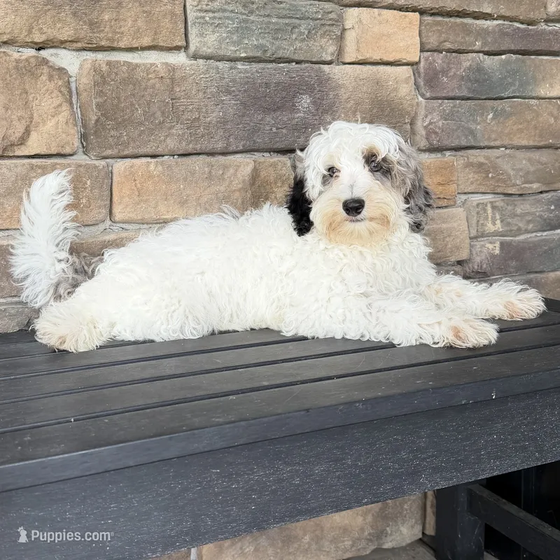 Blue Merle parti  – Miniature Labradoodle puppy for sale in Lagro, IN