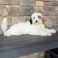Blue Merle parti , a male Miniature Labradoodle for sale in Lagro, IN – 1 of 9
