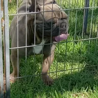 Simmon, a male French Bulldog for sale in Bowie, TX – Photo 5 of 10