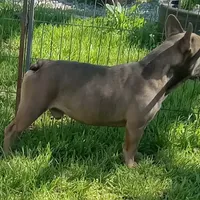 Simmon, a male French Bulldog for sale in Bowie, TX – Photo 2 of 10