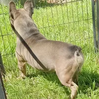 Simmon, a male French Bulldog for sale in Bowie, TX – Photo 7 of 10