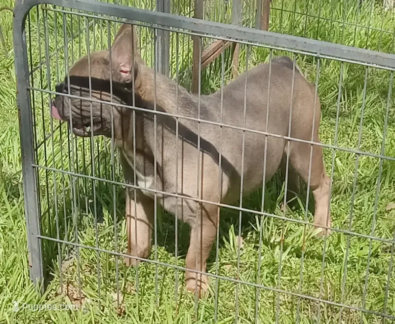 Simmon – French Bulldog puppy for sale in Bowie, TX