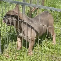 Simmon, a male French Bulldog for sale in Bowie, TX – Photo 3 of 10