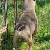 Simmon, a male French Bulldog for sale in Bowie, TX – Photo 9 of 10