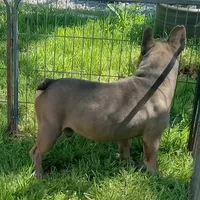 Simmon, a male French Bulldog for sale in Bowie, TX – Photo 8 of 10