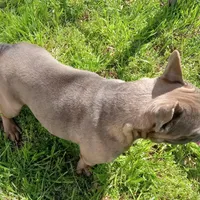 Simmon, a male French Bulldog for sale in Bowie, TX – Photo 10 of 10