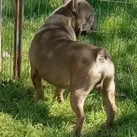 Simmon, a male French Bulldog for sale in Bowie, TX – Photo 4 of 10