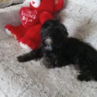 Tommy, a male Yorkipoo and Coton de Tulear for sale in Bowie, TX – Photo 1 of 6