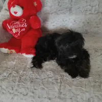 Tommy, a male Yorkipoo and Coton de Tulear for sale in Bowie, TX – Photo 6 of 6