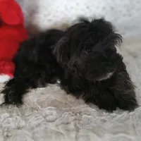 Tommy, a male Yorkipoo and Coton de Tulear for sale in Bowie, TX – Photo 2 of 6