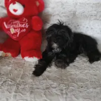 Tommy, a male Yorkipoo and Coton de Tulear for sale in Bowie, TX – Photo 4 of 6