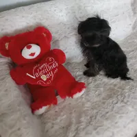 Tommy, a male Yorkipoo and Coton de Tulear for sale in Bowie, TX – Photo 3 of 6