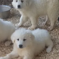 Stormy, a female Anatolian Shepherd Dog and Great Pyrenees for sale in Bowie, TX – 1 of 1