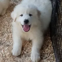 Casper, a male Anatolian Shepherd Dog and Great Pyrenees for sale in Bowie, TX – 1 of 1