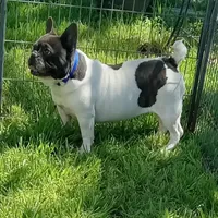My Girl, a female French Bulldog for sale in Bowie, TX – Photo 2 of 10