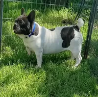 My Girl, a female French Bulldog for sale in Bowie, TX – Photo 2 of 10