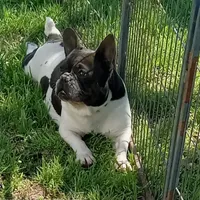 My Girl, a female French Bulldog for sale in Bowie, TX – Photo 1 of 10