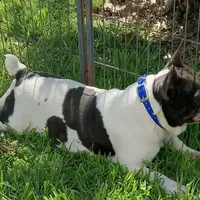My Girl, a female French Bulldog for sale in Bowie, TX – Photo 8 of 10
