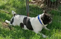 My Girl, a female French Bulldog for sale in Bowie, TX – Photo 8 of 10