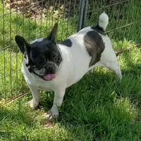My Girl, a female French Bulldog for sale in Bowie, TX – Photo 6 of 10