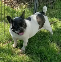 My Girl, a female French Bulldog for sale in Bowie, TX – Photo 6 of 10