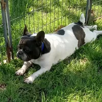 My Girl, a female French Bulldog for sale in Bowie, TX – Photo 3 of 10