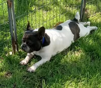 My Girl, a female French Bulldog for sale in Bowie, TX – Photo 3 of 10