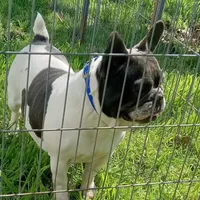 My Girl, a female French Bulldog for sale in Bowie, TX – Photo 7 of 10