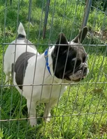 My Girl, a female French Bulldog for sale in Bowie, TX – Photo 7 of 10